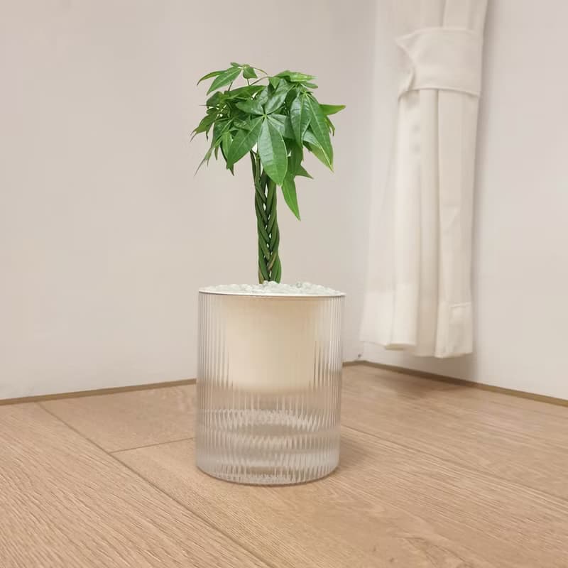 植栽 室內盆栽 發財樹 植物盆栽