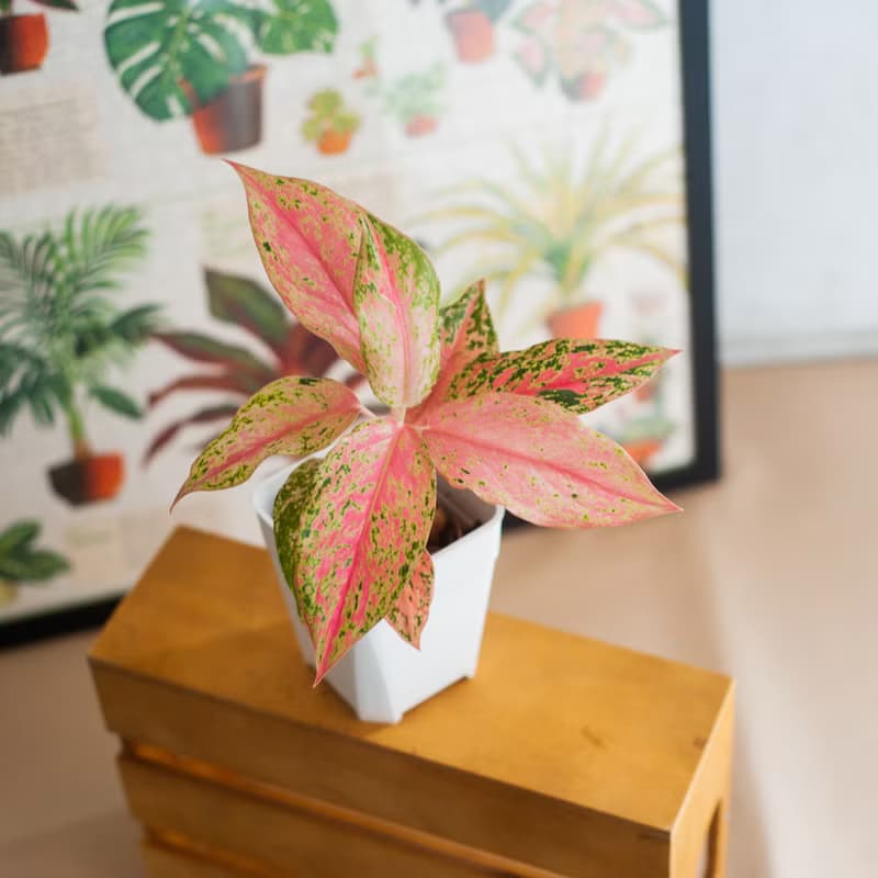 【當季推薦】粉紅粗肋草盆栽 | 全年室內 | 耐陰盆栽