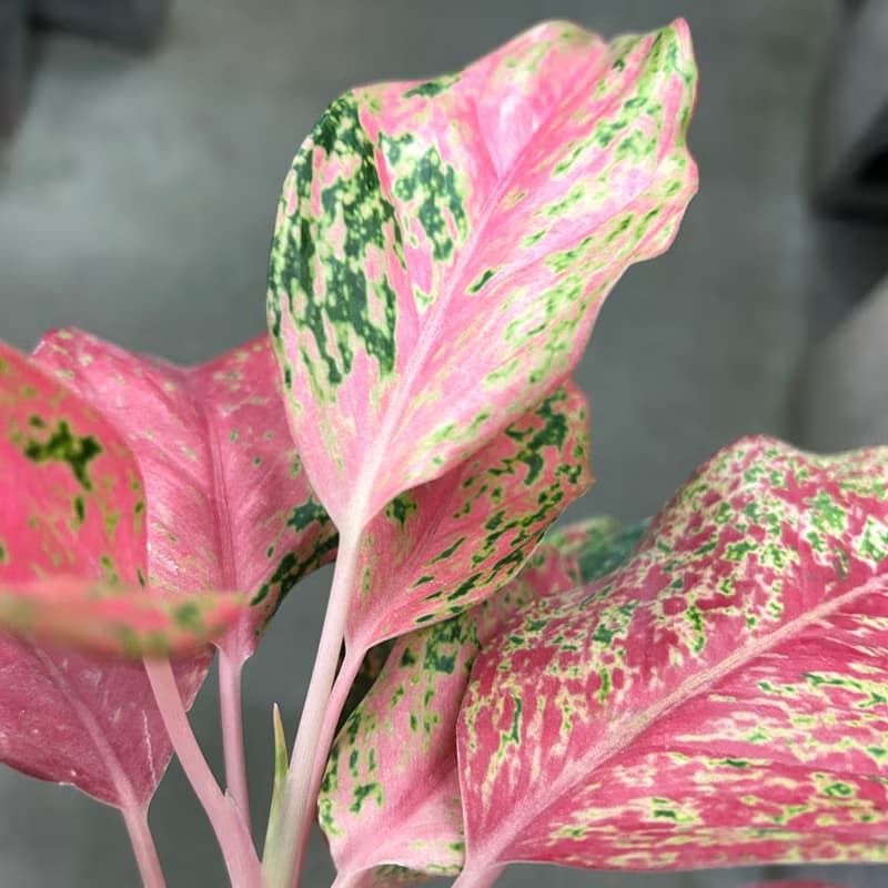 植栽 室內盆栽 亞曼尼粗肋草 懶人盆栽