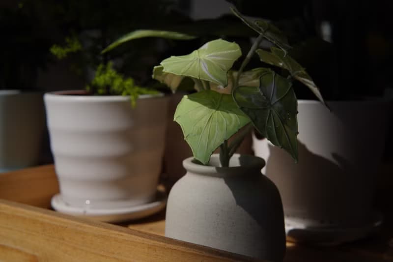 流紋綠彩葉芋 小盆栽