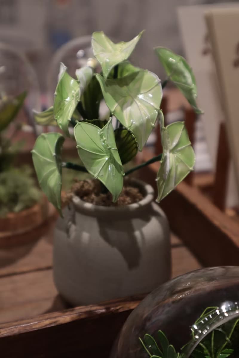 流紋綠彩葉芋 小盆栽