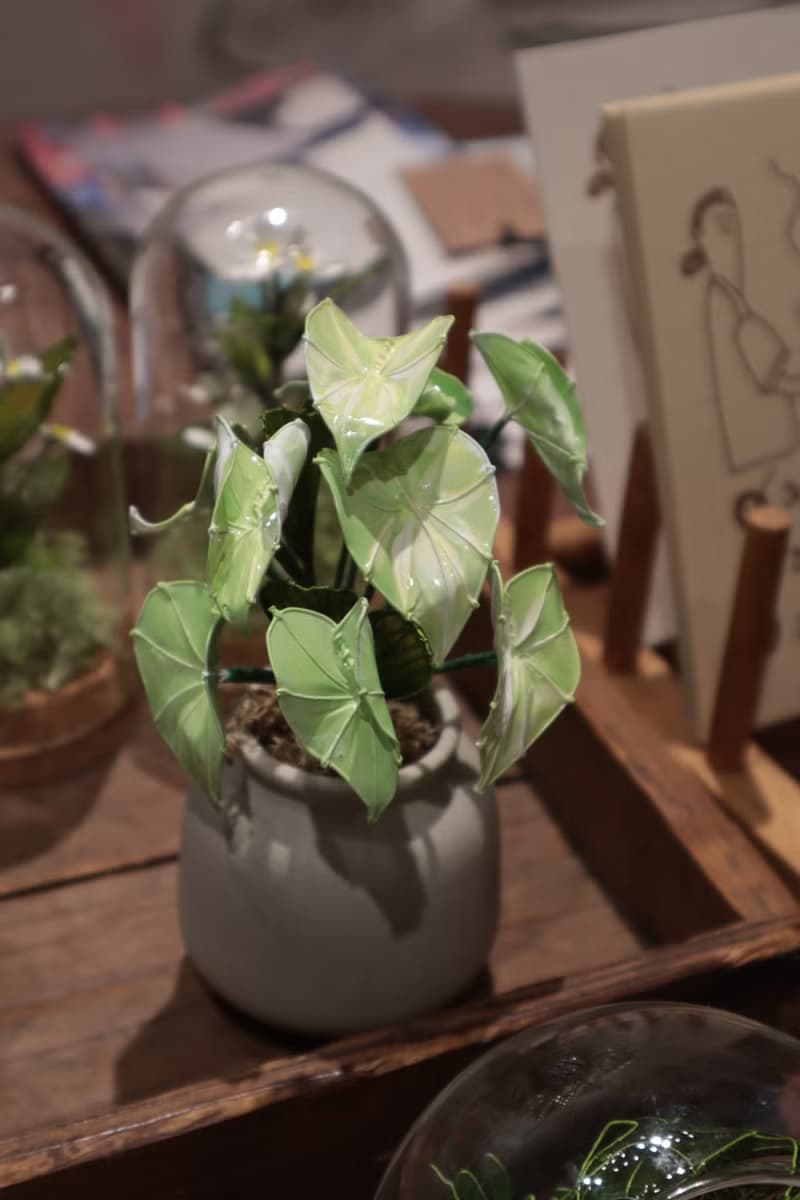 流紋綠彩葉芋 小盆栽