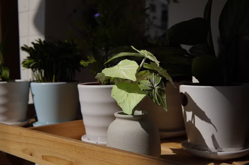 流紋綠彩葉芋 小盆栽
