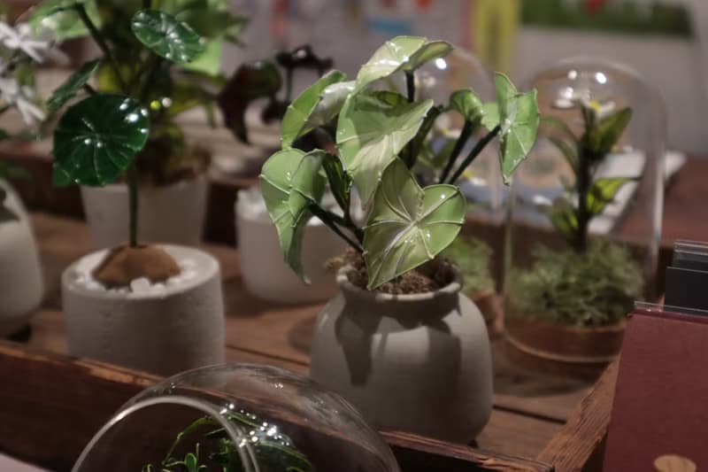 流紋綠彩葉芋 小盆栽