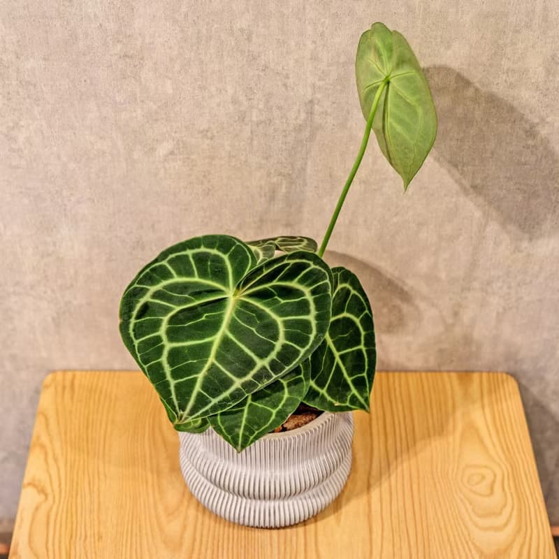 圓葉花燭 曲線條紋水泥小盆栽 辦公室植栽 開幕送禮 喬遷禮物