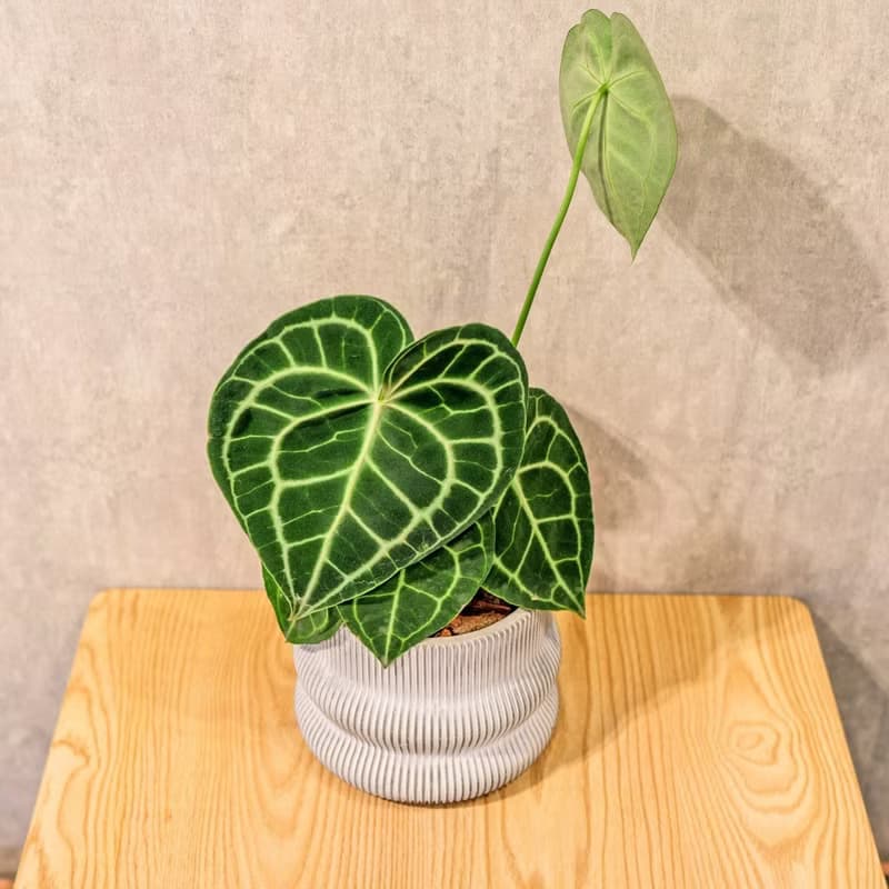 圓葉花燭 曲線條紋水泥小盆栽 辦公室植栽 開幕送禮 喬遷禮物