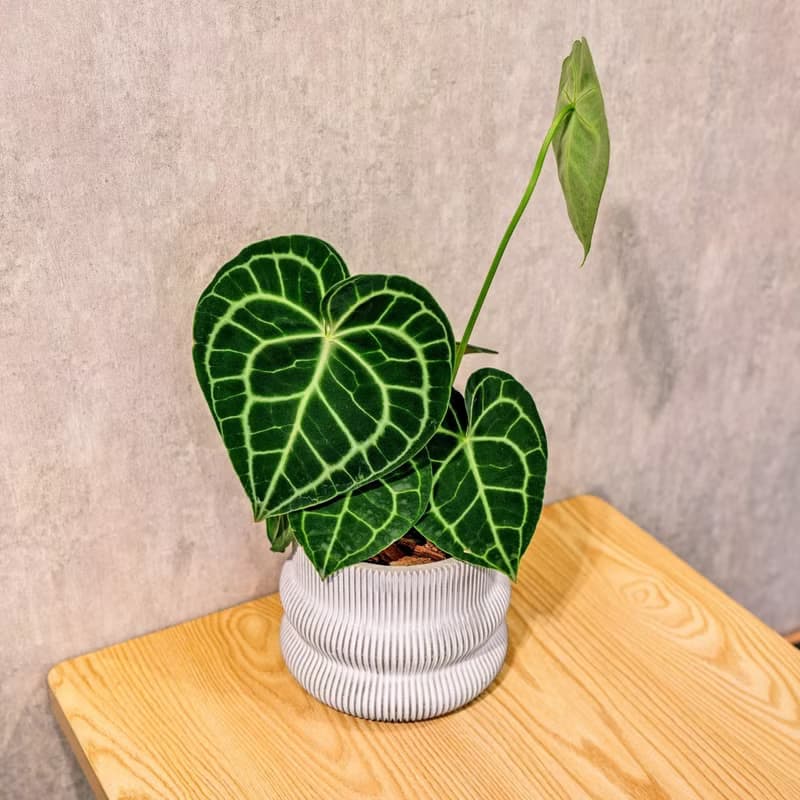 圓葉花燭 曲線條紋水泥小盆栽 辦公室植栽 開幕送禮 喬遷禮物