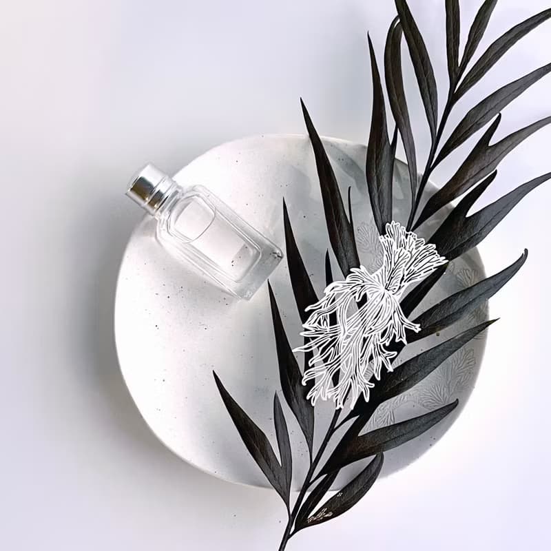 蕨類標本紙雕3.0-爪哇鹿角蕨|裝飾 書籤 禮物 母親節 鹿角蕨 植物