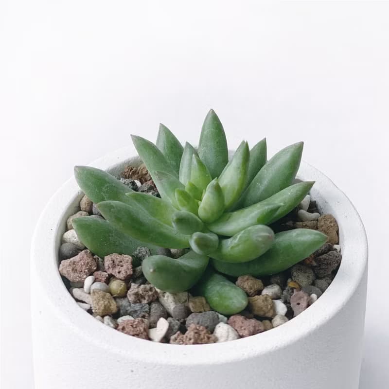 (預購) 莫蘭迪藍系列 | 靜夜玉綴 圓形雙色水泥多肉植栽