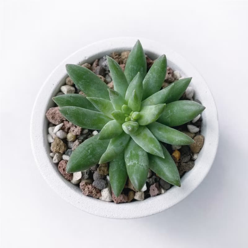 (預購) 莫蘭迪藍系列 | 靜夜玉綴 圓形雙色水泥多肉植栽