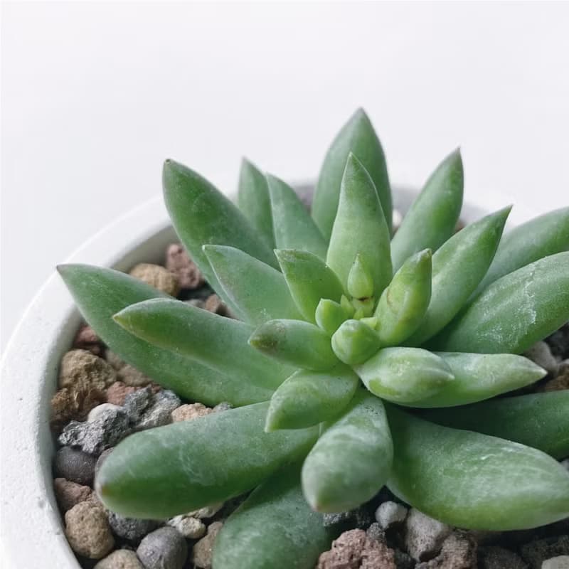 (預購) 莫蘭迪藍系列 | 靜夜玉綴 圓形雙色水泥多肉植栽