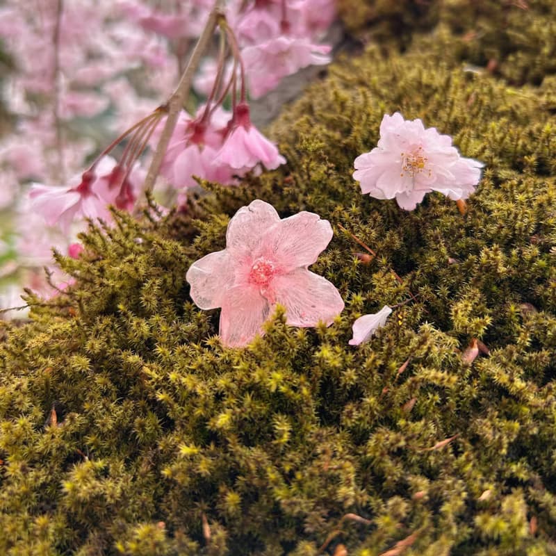 永生花耳環 /櫻花 ‧ 語系列 /免費改夾 /兩款可選