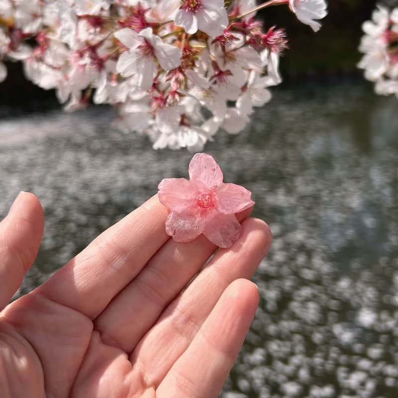 永生花耳環 /櫻花 ‧ 語系列 /免費改夾 /兩款可選
