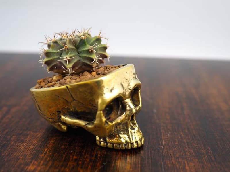Skull pots cactus small potted plants in brass gold color  Handcrafted from
