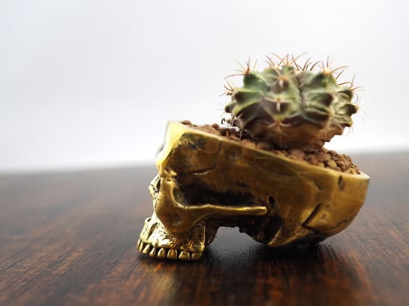 Skull pots cactus small potted plants in brass gold color  Handcrafted from
