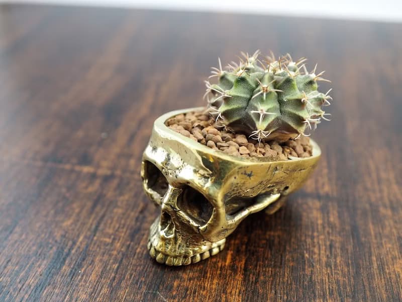 Skull pots cactus small potted plants in brass gold color  Handcrafted from