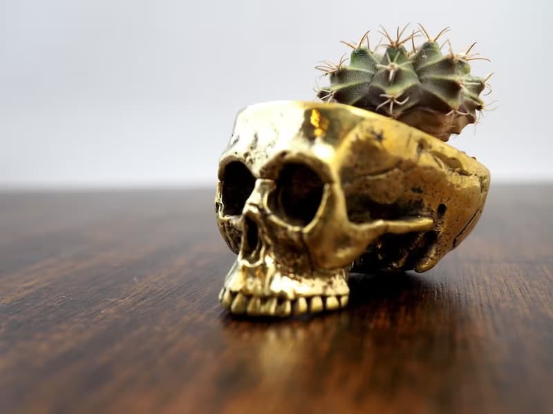 Skull pots cactus small potted plants in brass gold color  Handcrafted from