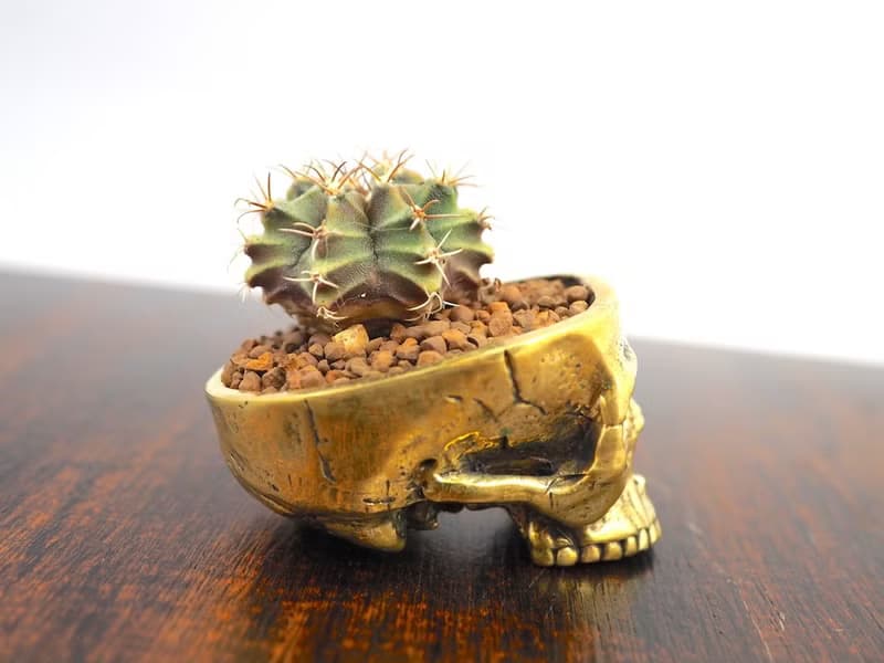 Skull pots cactus small potted plants in brass gold color  Handcrafted from