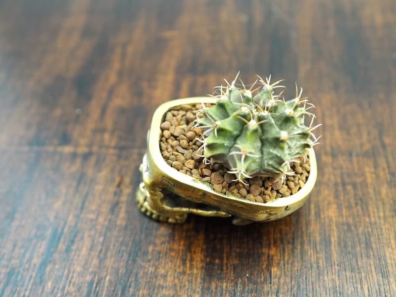 Skull pots cactus small potted plants in brass gold color  Handcrafted from