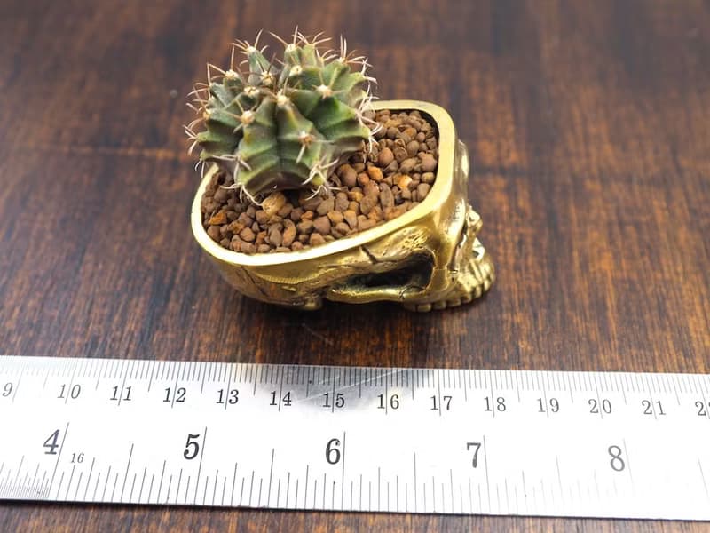 Skull pots cactus small potted plants in brass gold color  Handcrafted from