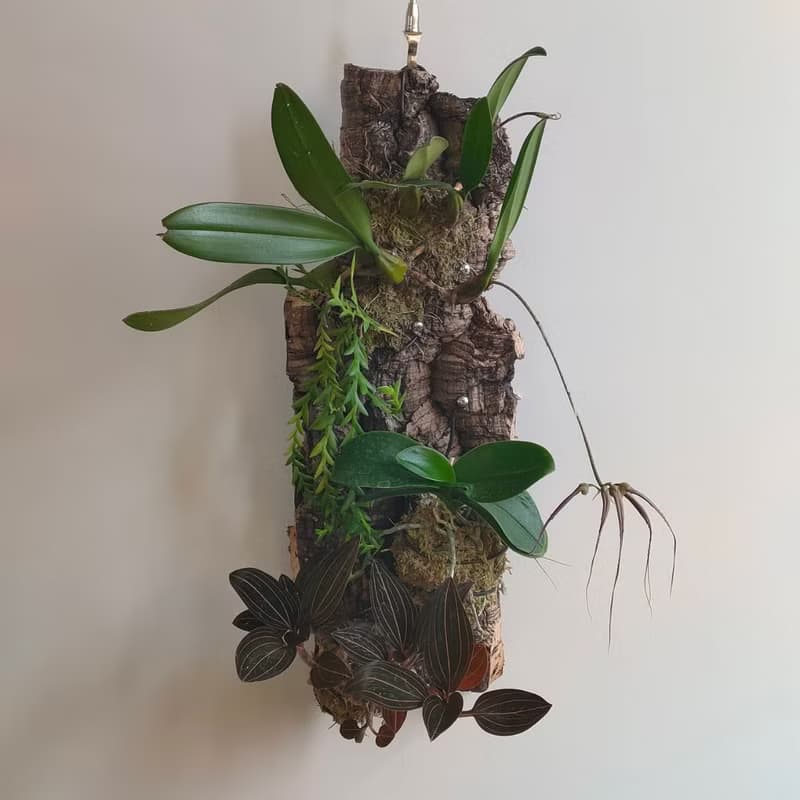 靜謐之鑽 - 香檳樹皮板植物上板