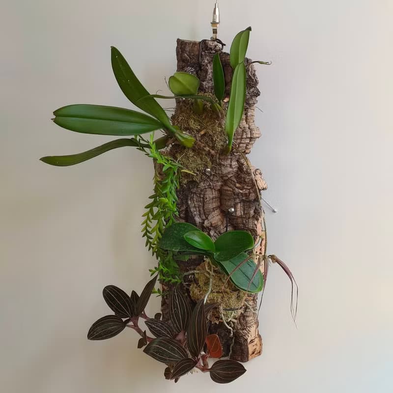 靜謐之鑽 - 香檳樹皮板植物上板