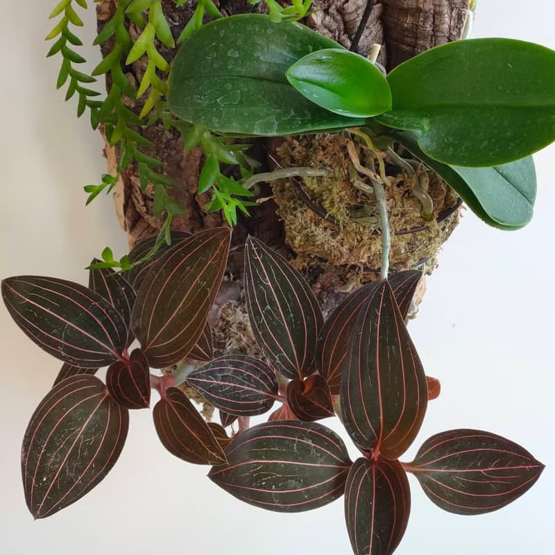 靜謐之鑽 - 香檳樹皮板植物上板