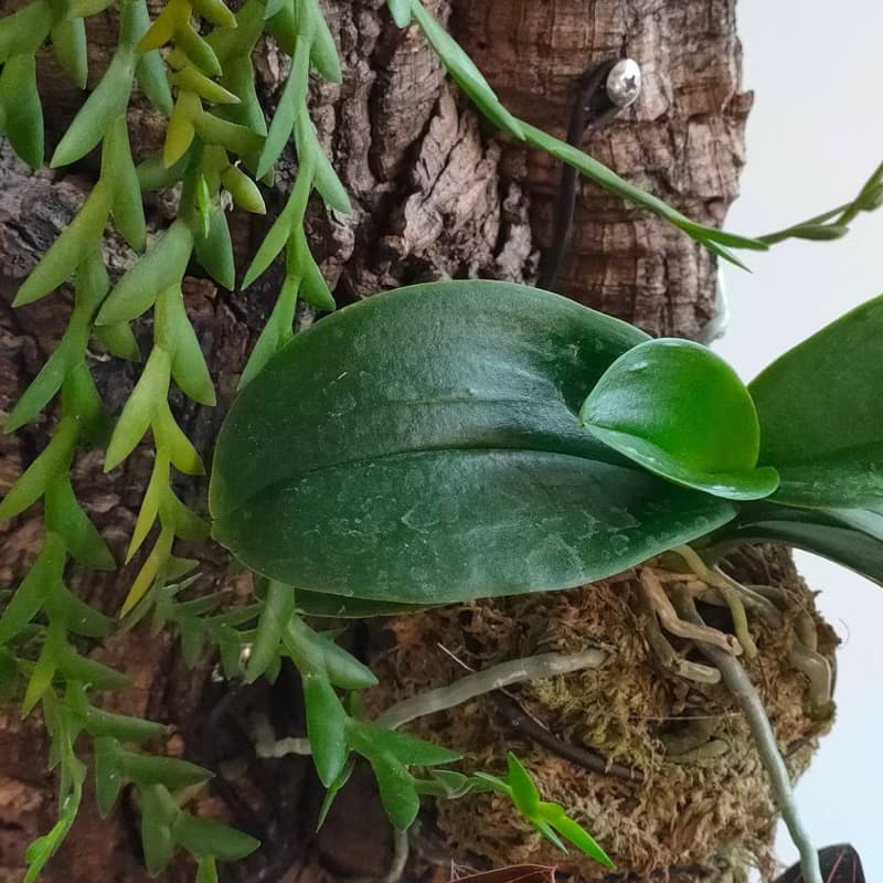 靜謐之鑽 - 香檳樹皮板植物上板