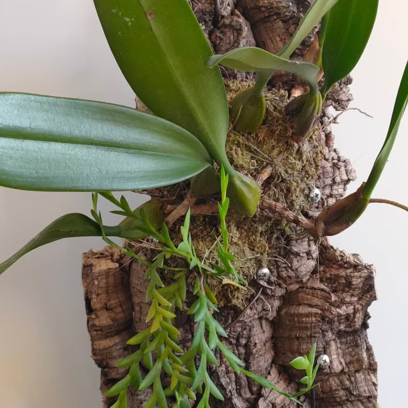 靜謐之鑽 - 香檳樹皮板植物上板