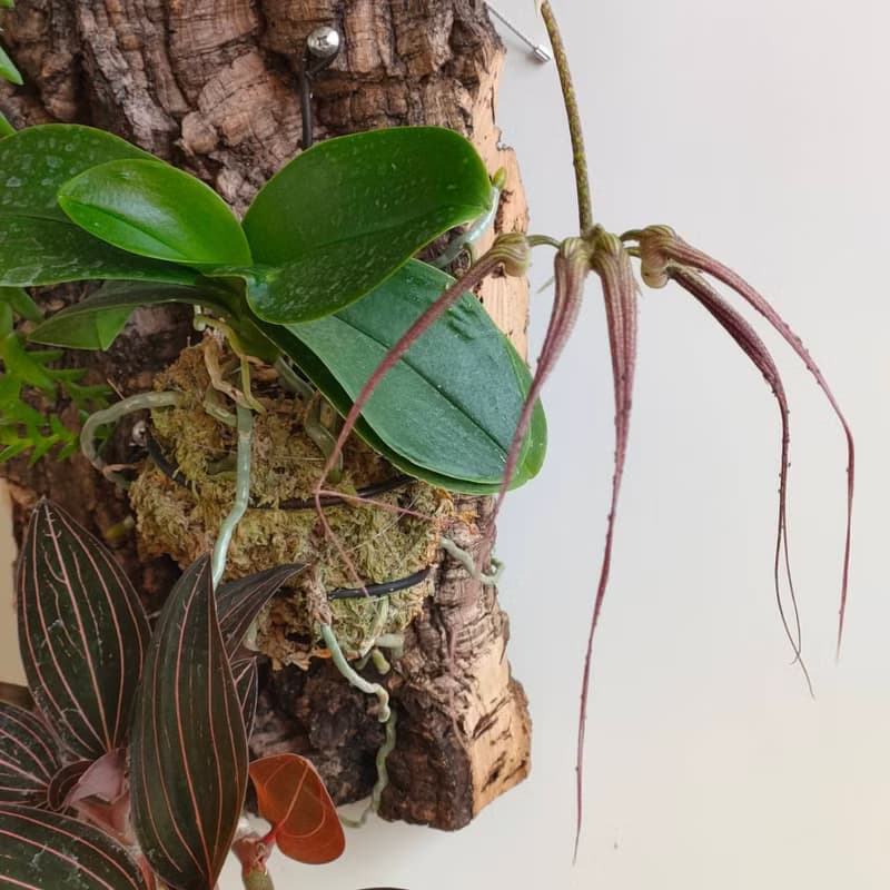靜謐之鑽 - 香檳樹皮板植物上板