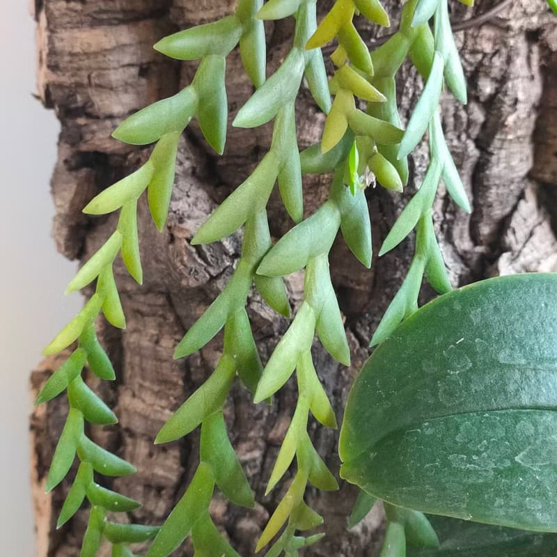 靜謐之鑽 - 香檳樹皮板植物上板