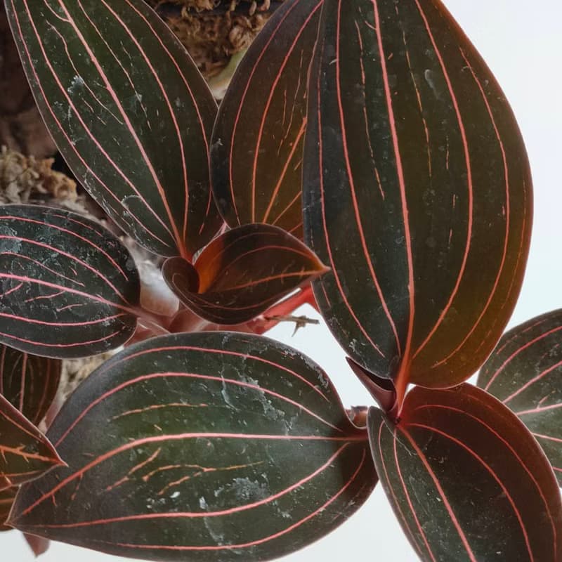 靜謐之鑽 - 香檳樹皮板植物上板