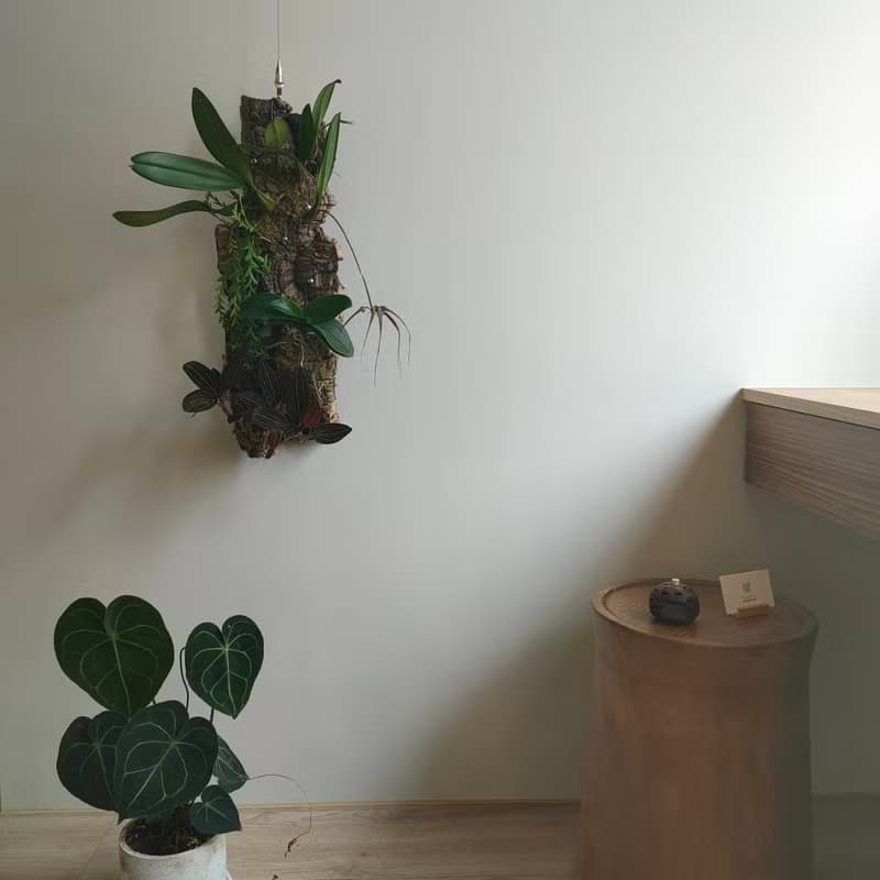 靜謐之鑽 - 香檳樹皮板植物上板