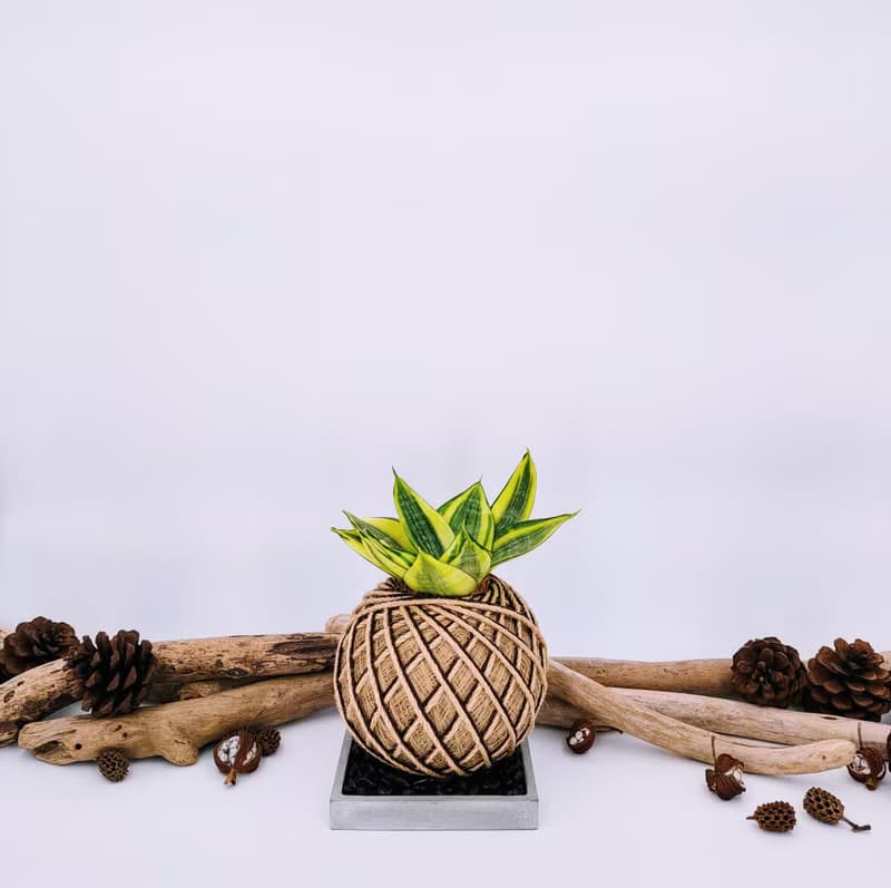 黃金虎尾蘭苔球│室內植物│陽台植物│觀葉植物