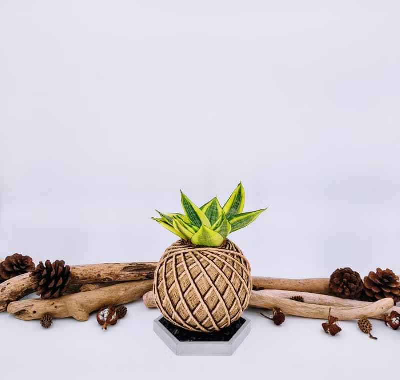 黃金虎尾蘭苔球│室內植物│陽台植物│觀葉植物