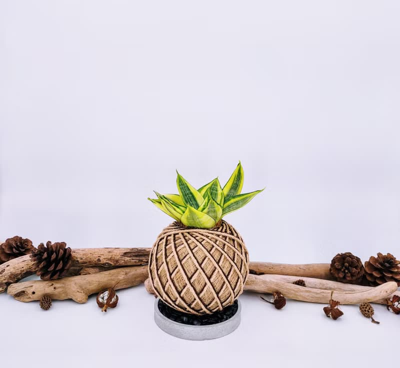 黃金虎尾蘭苔球│室內植物│陽台植物│觀葉植物