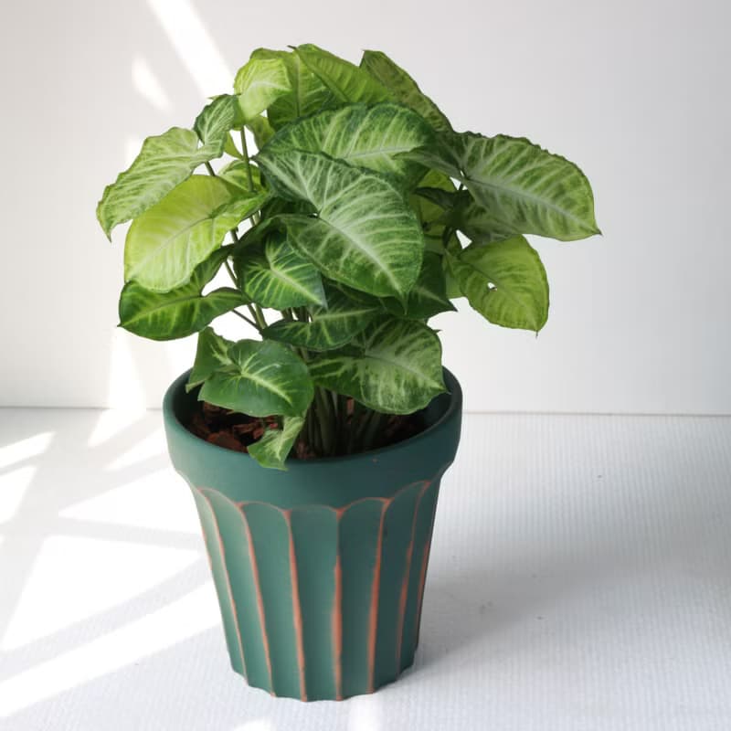 植栽 盆栽 l 綠精靈合果芋(大盆) 羅馬浮雕盆 室內植物 開幕盆栽