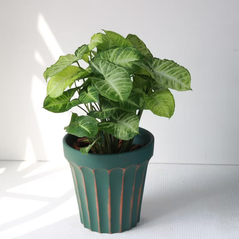植栽 盆栽 l 綠精靈合果芋(大盆) 羅馬浮雕盆 室內植物 開幕盆栽