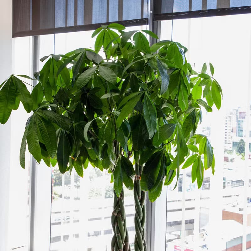 【室內盆栽】馬拉巴栗盆栽 開幕盆栽 盆栽送禮 升遷送禮