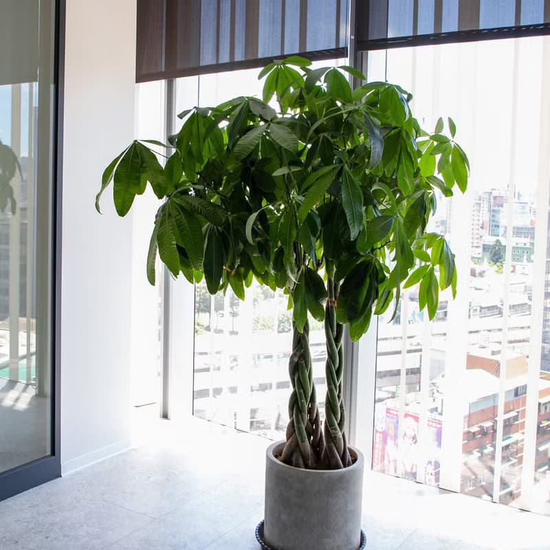 【室內盆栽】馬拉巴栗盆栽 開幕盆栽 盆栽送禮 升遷送禮