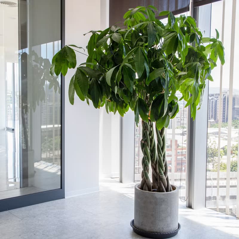 【室內盆栽】馬拉巴栗盆栽 開幕盆栽 盆栽送禮 升遷送禮