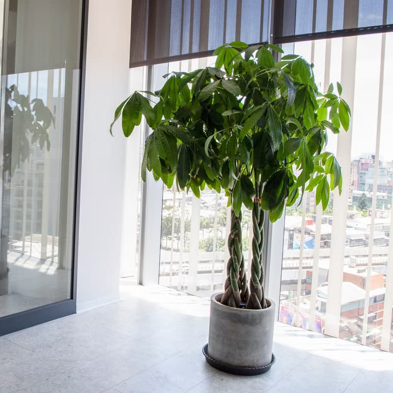 【室內盆栽】馬拉巴栗盆栽 開幕盆栽 盆栽送禮 升遷送禮