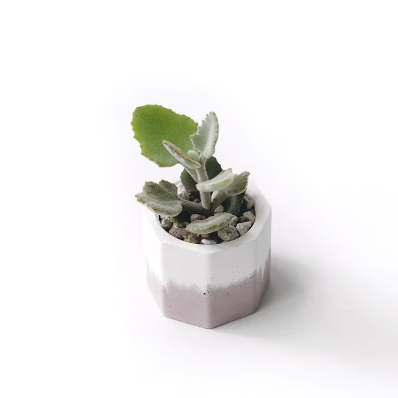 (現貨) 莫蘭迪粉系列 | 橡葉仙女之舞 小八角形雙色水泥多肉植栽