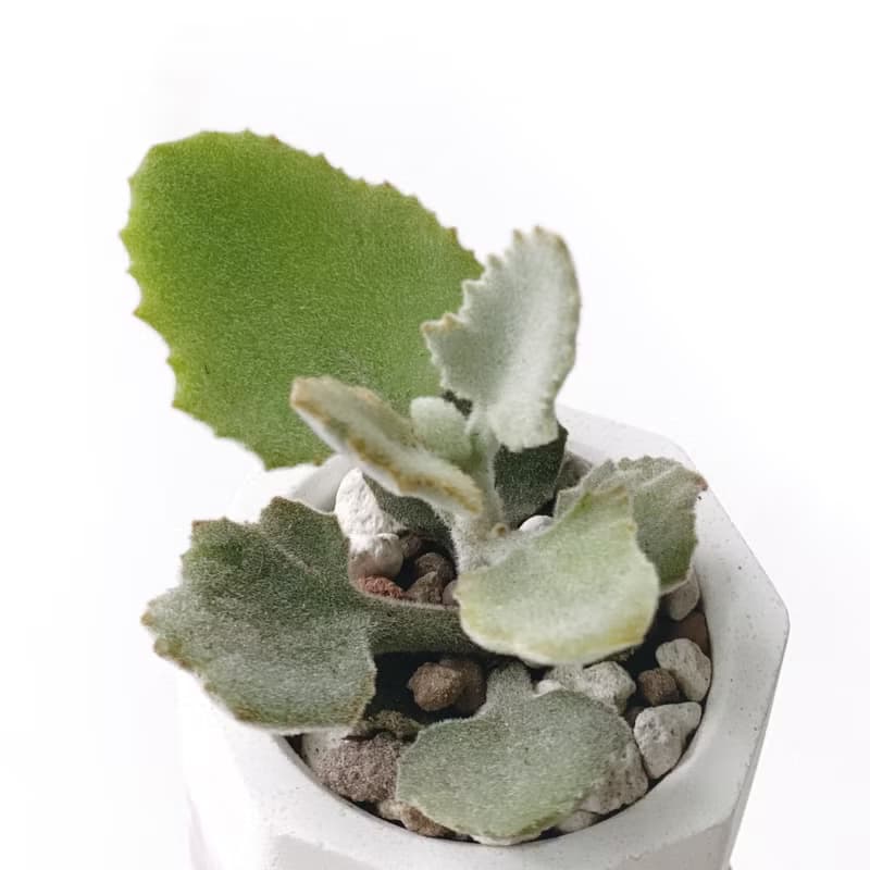 (現貨) 莫蘭迪粉系列 | 橡葉仙女之舞 小八角形雙色水泥多肉植栽
