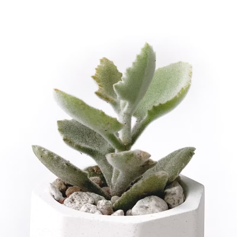 (現貨) 莫蘭迪粉系列 | 橡葉仙女之舞 小八角形雙色水泥多肉植栽