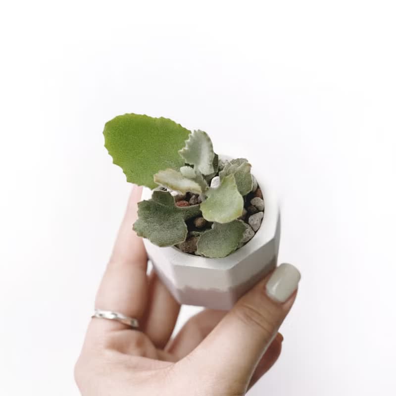 (現貨) 莫蘭迪粉系列 | 橡葉仙女之舞 小八角形雙色水泥多肉植栽