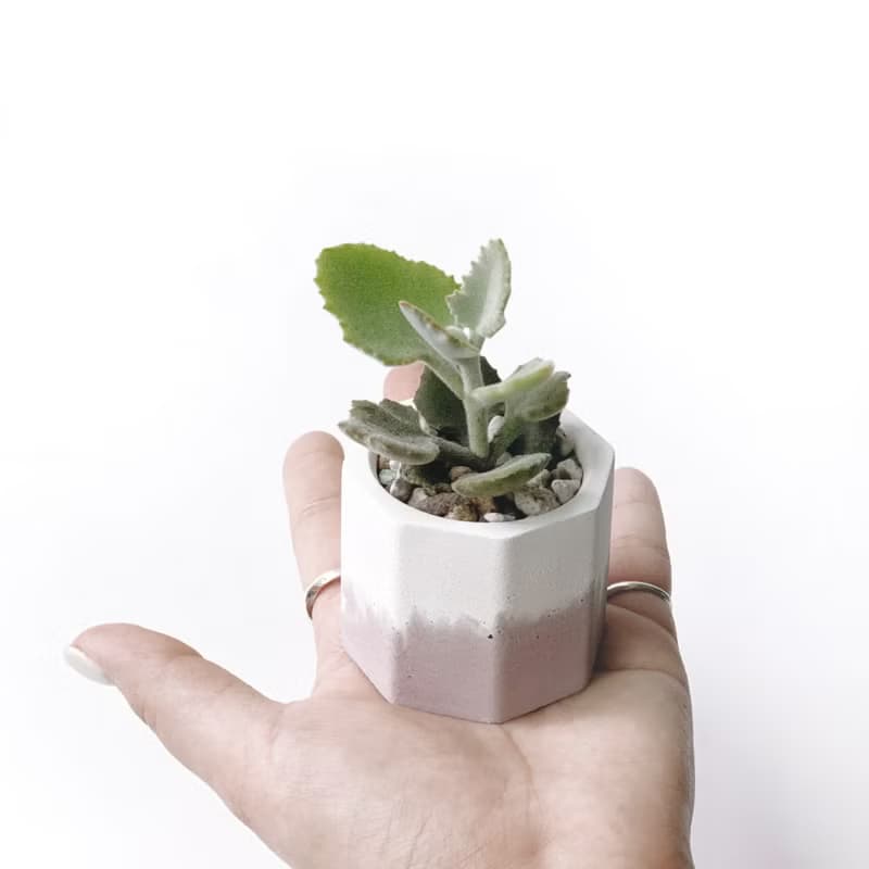 (現貨) 莫蘭迪粉系列 | 橡葉仙女之舞 小八角形雙色水泥多肉植栽