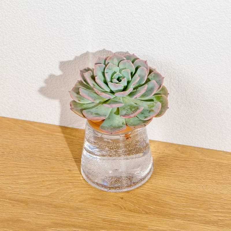 小叮噹 三角水耕盆栽 室內植物 觀葉植物 禮物 水培 辦公室小物