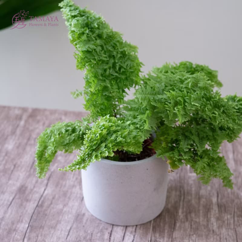 澎澎蕨盆栽