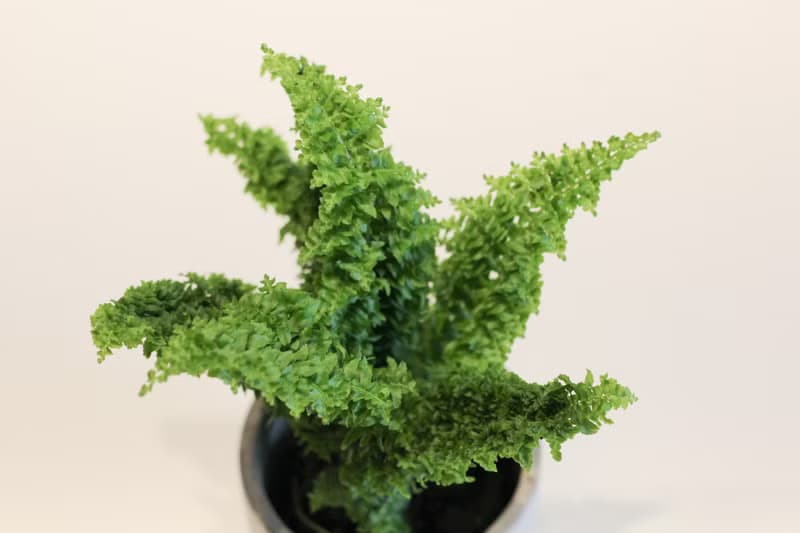 澎澎蕨盆栽